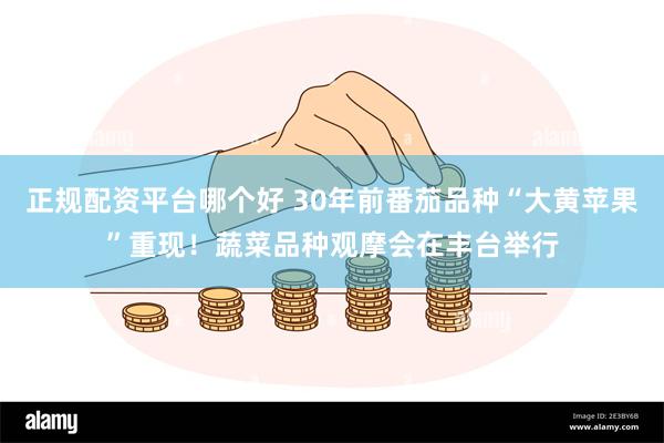 正规配资平台哪个好 30年前番茄品种“大黄苹果”重现！蔬菜品种观摩会在丰台举行